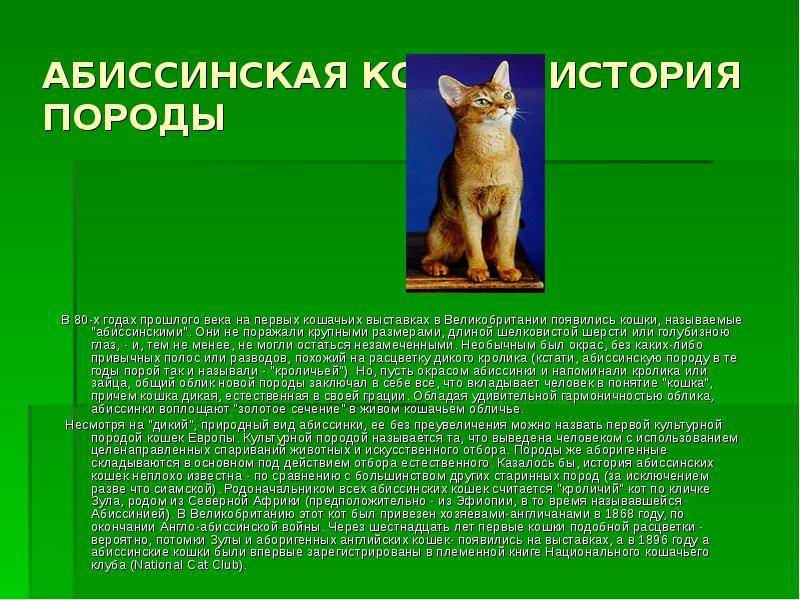 Абиссинская кошка, описание породы, фото, характер, окрас, уход, история, здоровье