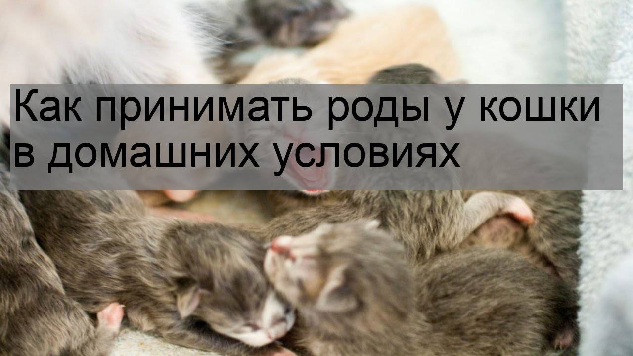 Роды у кошки в домашних условиях. Как помочь кошке родить. Как помочь кошке родить в домашних