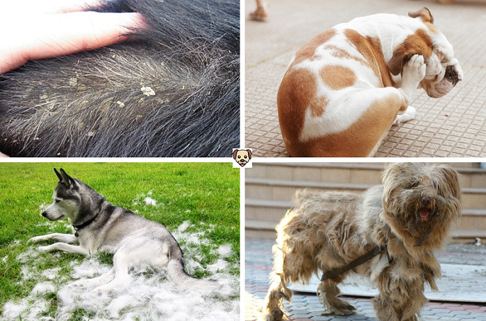 Шампунь для собак: как правильно мыть, как часто надо, можно ли мыть человеческим шампунем