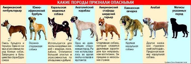 Самая универсальная собака: 5 пород которые подойдут для всех