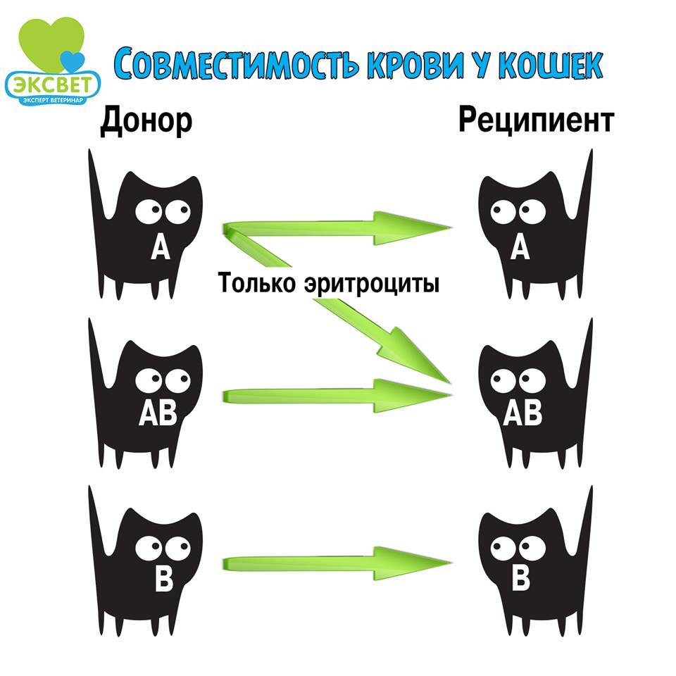 Кошка донор крови. Группы крови у кошек. Группы крови кошек совместимость. Группы крови у собак. Определение групп крови у кошек.