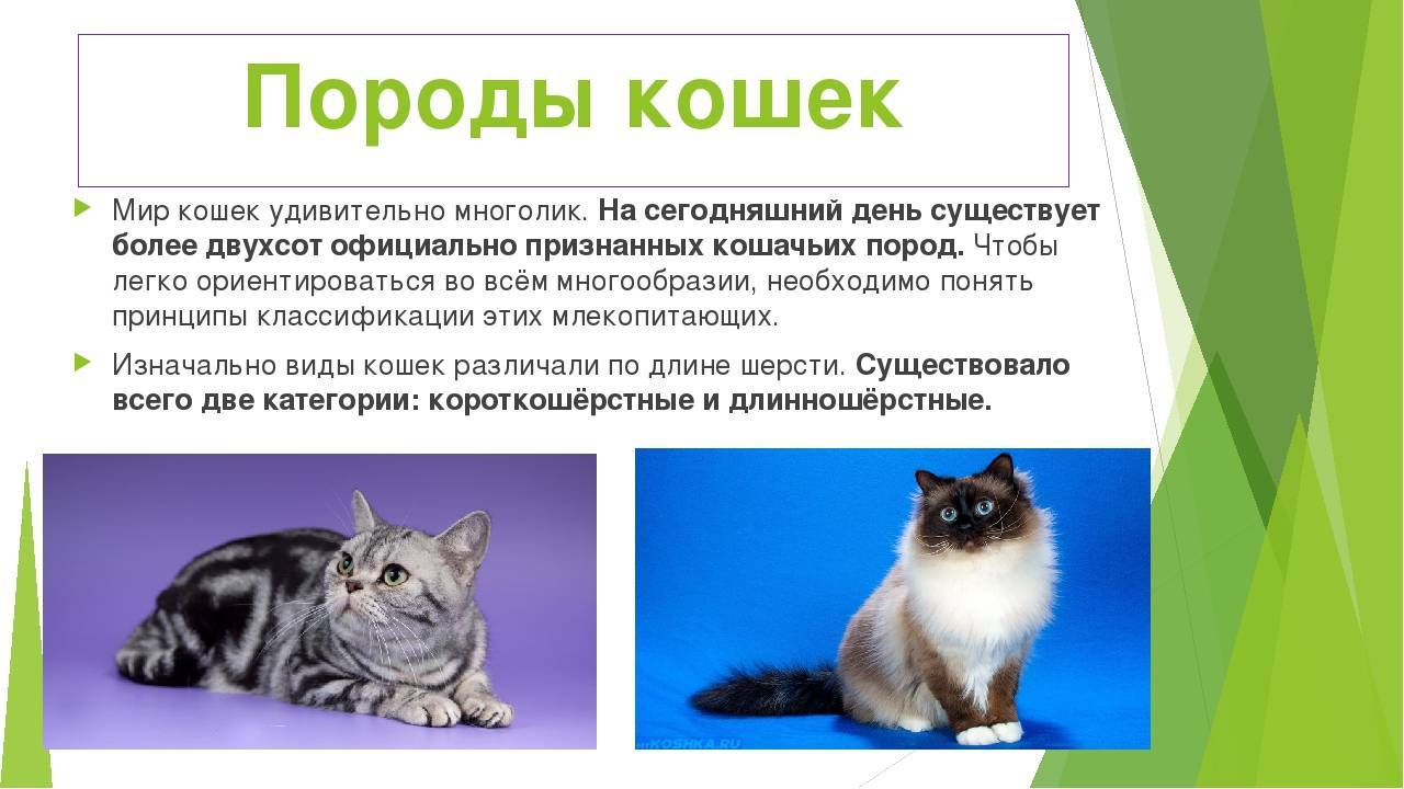 Сибирская кошка: описание породы, характер, содержание и фото