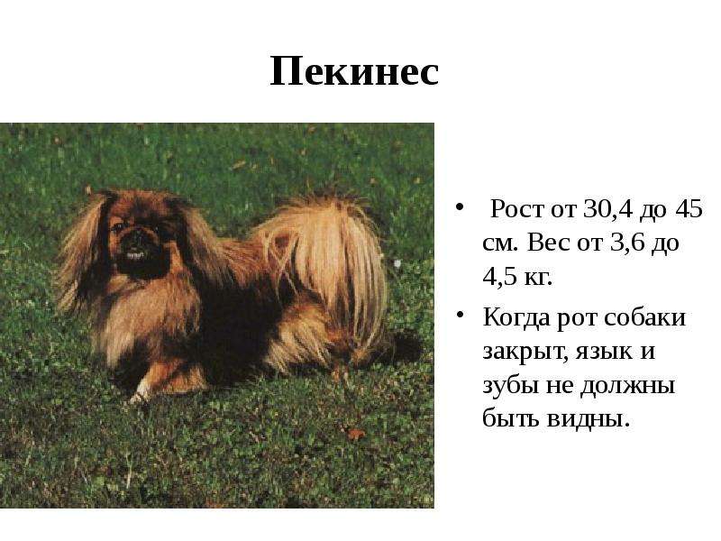 Пекинес
