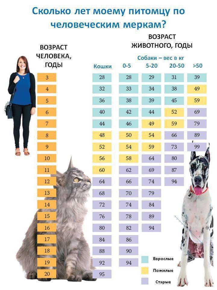 Определяем возраст кошки по человеческим меркам