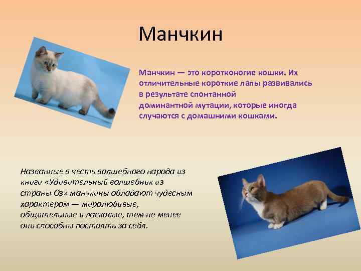 Манчкин — кошка с короткими лапами