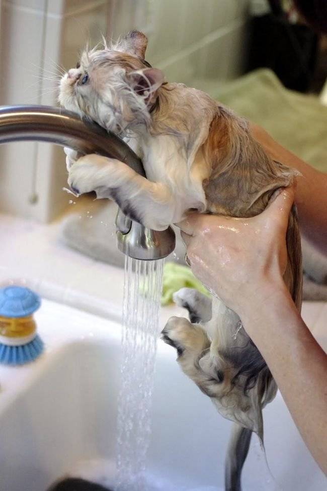Какие кошки любят воду: как приучить кошку к купанию