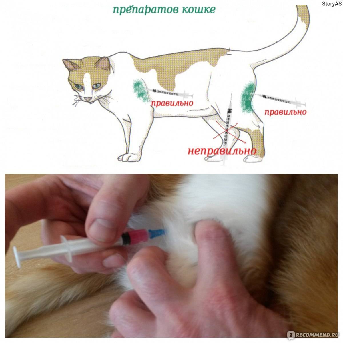 Как делать коту или кошке массаж задних лап: почему у кота отказали задние лапы и что делать