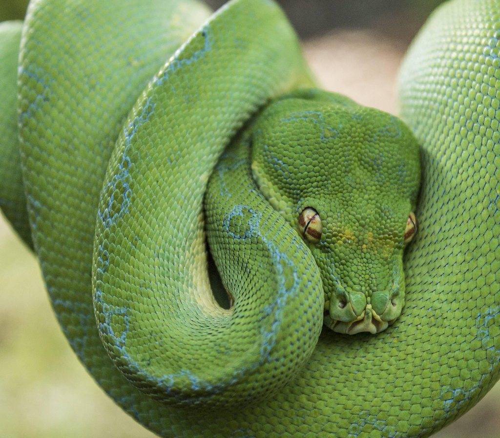 Большие зеленые змеи. Королевский питон зеленый. Змея питон зеленый. Собакоголовый удав. Собакоголовый питон.