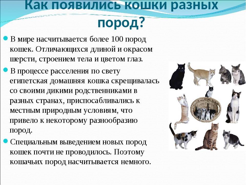 Версии о происхождении кошек