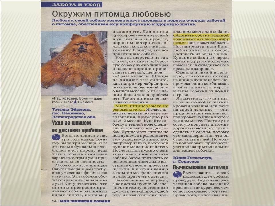 ᐉ как ухаживать за щенком немецкого шпица? - zoomanji.ru