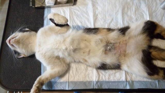 Восстановление кошки после стерилизации и уход за ней
