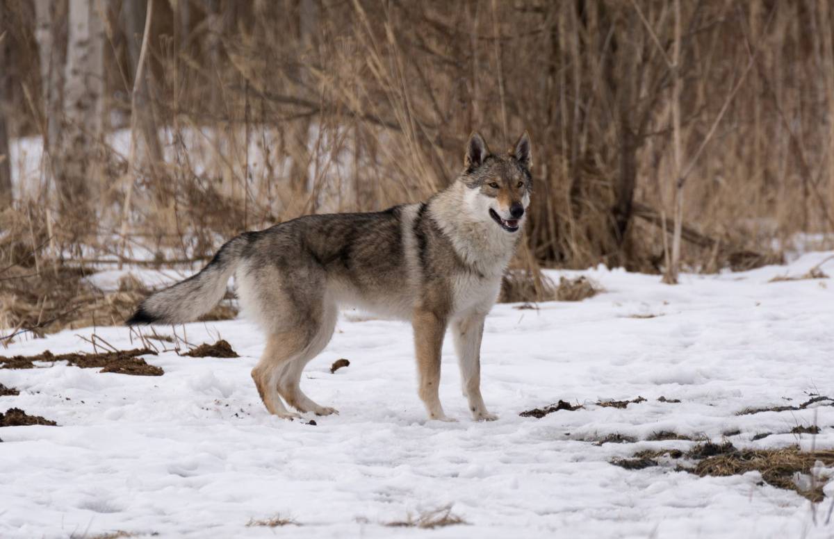 Чехословацкая волчья собака: фото, описание и характеристика породы, уход