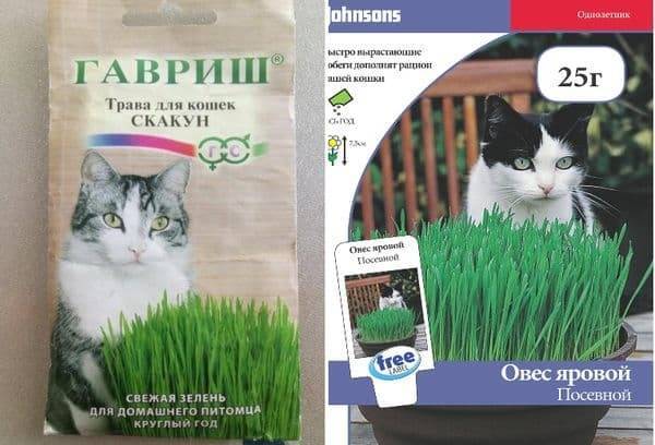 Зачем кошки едят траву и как её вырастить
