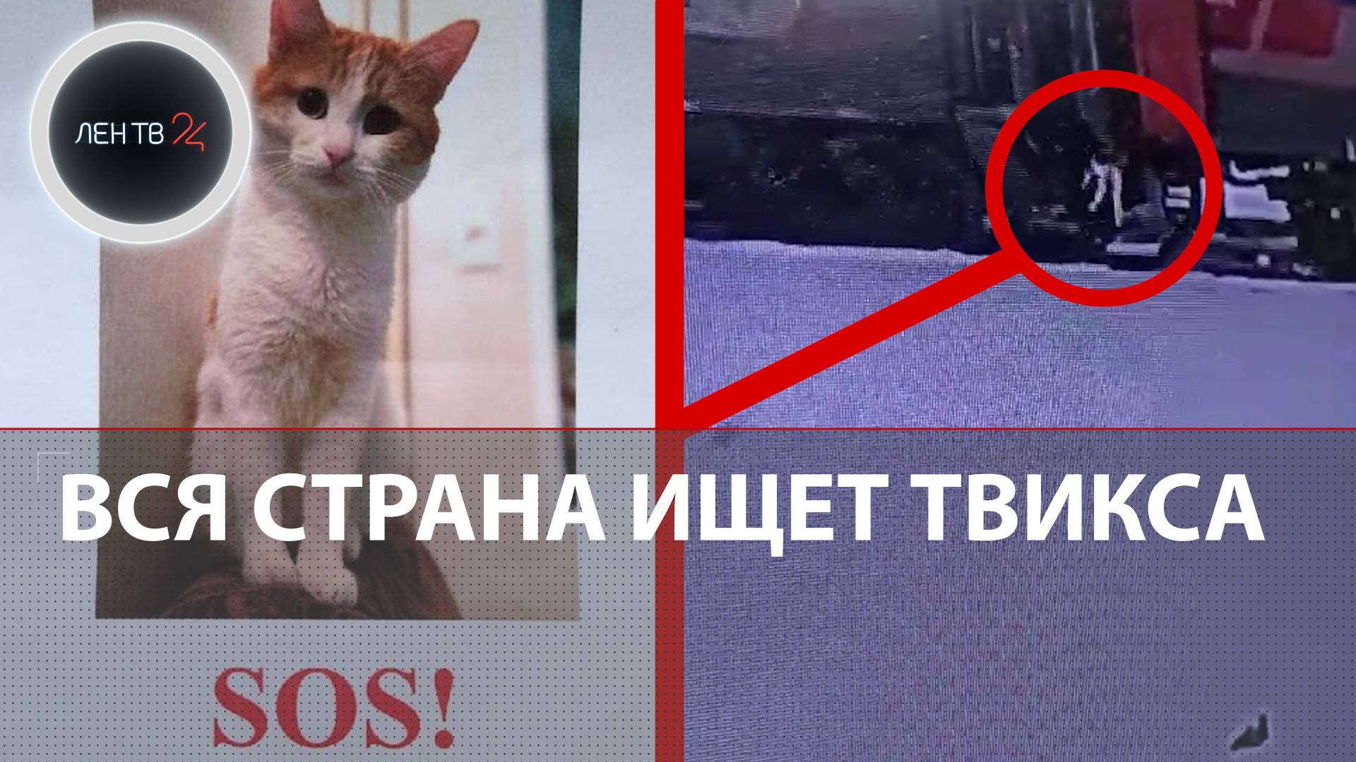 Зачем кошка смотрит в угол, где ничего нет?