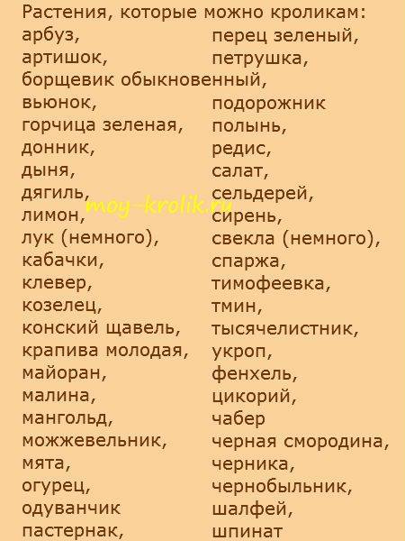 Какую траву можно давать кроликам, а какую нельзя: правила сбора и кормления