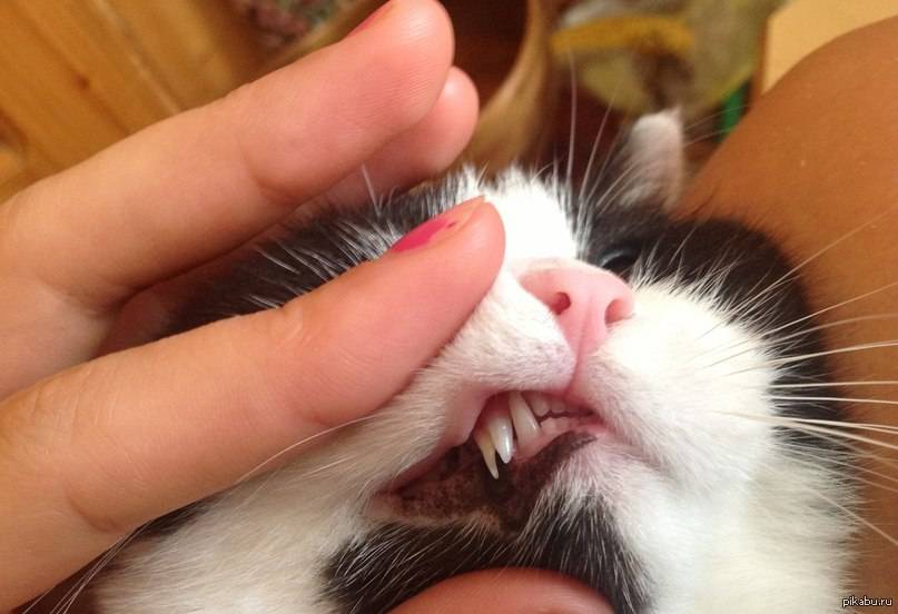 Выпадают ли молочные зубы у кошек: когда они меняются, есть ли молочные зубы у котов