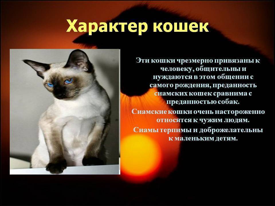Сиамская кошка: описание породы, уход и содержание, фото, чем кормить