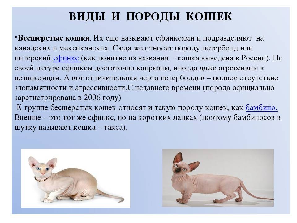 Бамбино (кошка): описание породы. бамбино – вечный котенок-непоседа