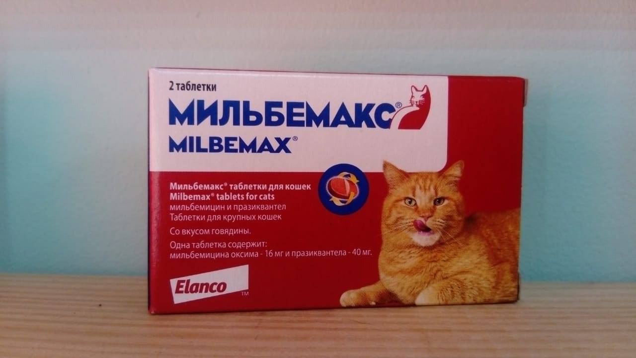 Мильбемакс для кошек и собак — как правильно давать препарат