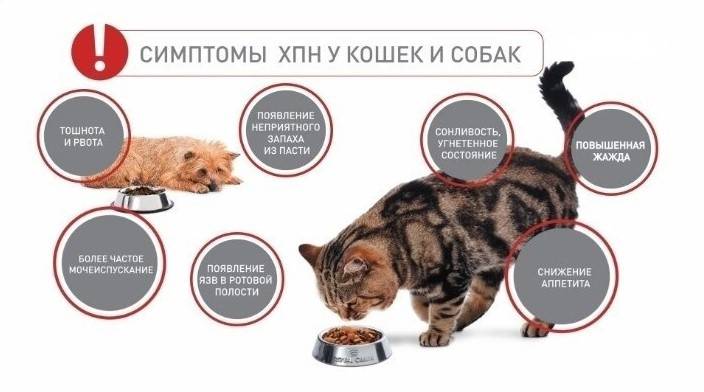 Почечная недостаточность у кошек: симптомы, лечение, острая и хроническая формы, стадии опн и хпн, корма