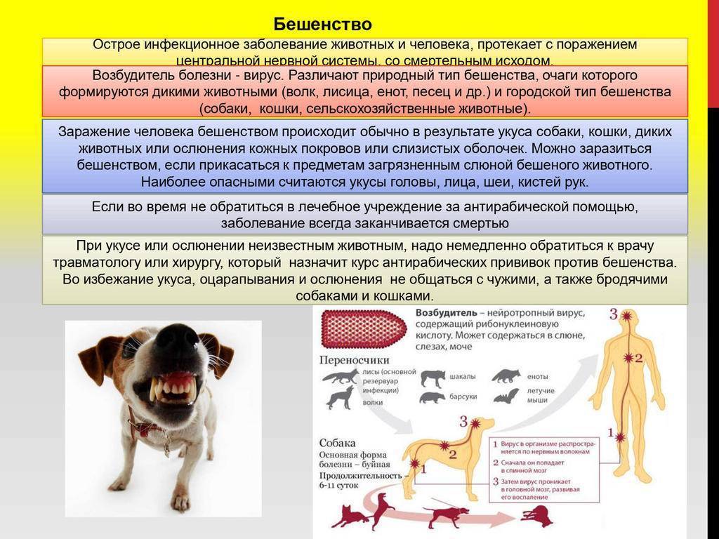 Лечение паховой эпидермофитии у мужчин и женщин, фото - medside.ru