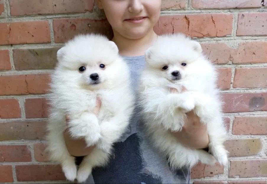 Клички шпица мальчика