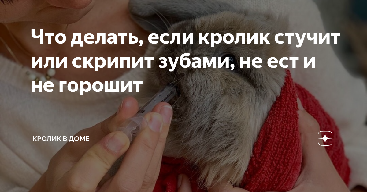 Краткая энциклопедия кроличьих зубов: ответы на самых распространенные вопросы