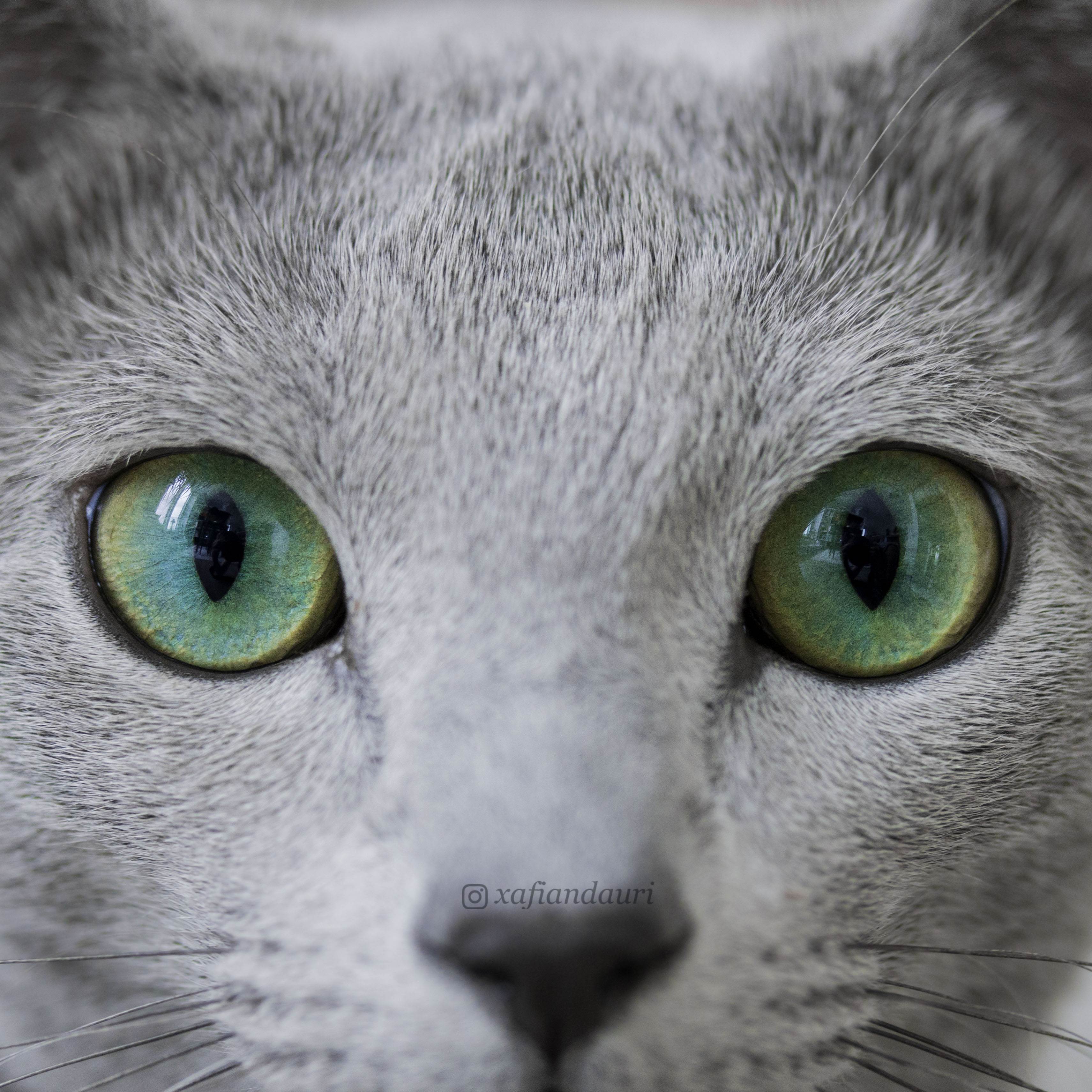Кошка с разными глазами что за порода
