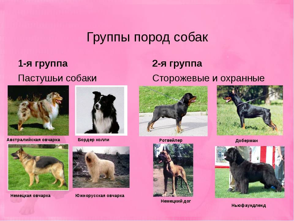 Новые породы собак с фото, названиями и описаниями