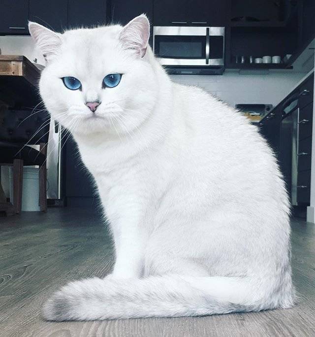Белая кошка с голубыми глазами — обзор с фото