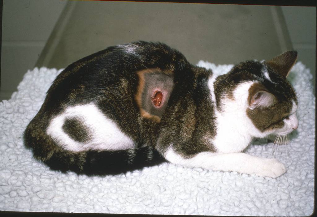 Свищ у кошки под хвостом, на шее или на животе