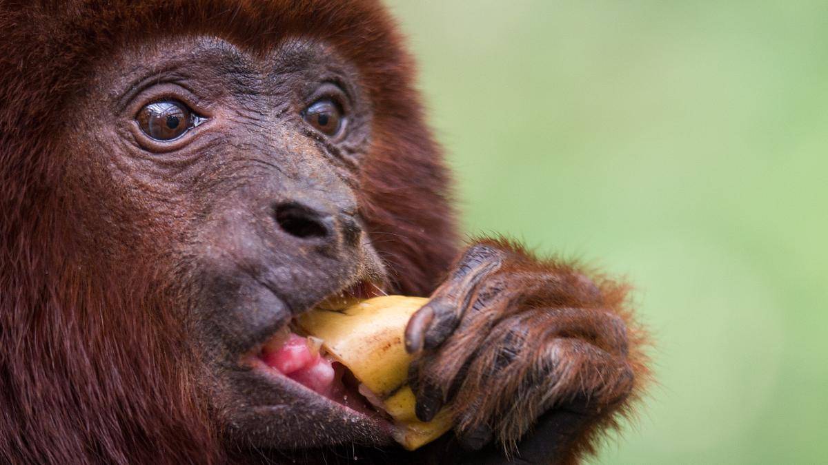 Обезьяна ревун. колумбийский и горомкоголосый примат
