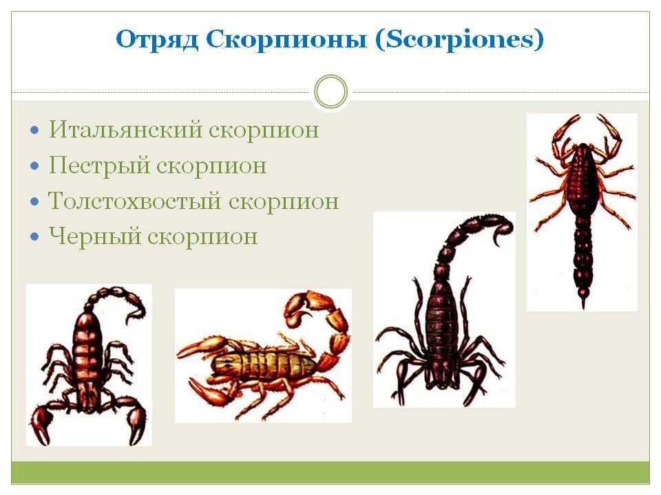 Пауки и скорпионы — ядовитые представители класса паукообразных