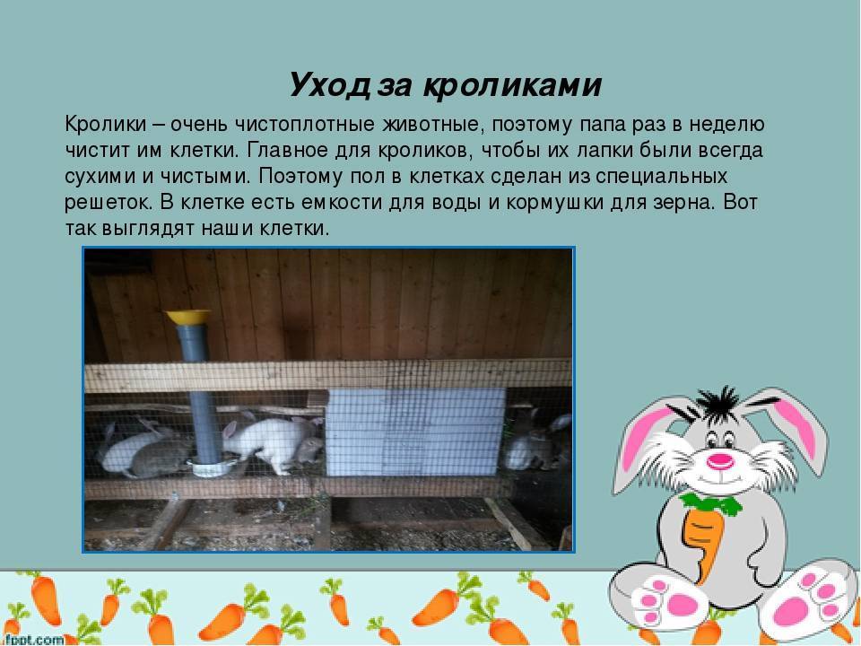 Как ухаживать за карликовым кроликом в домашних условиях