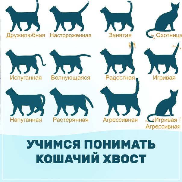 Язык кошек и как понимать своего кота