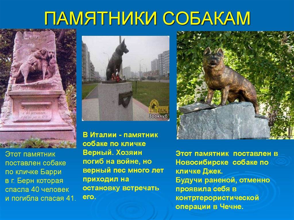 Памятники кошкам и собакам презентация