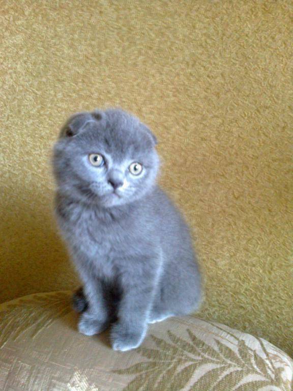 Шотландская вислоухая кошка: характер, описание породы, чем кормить