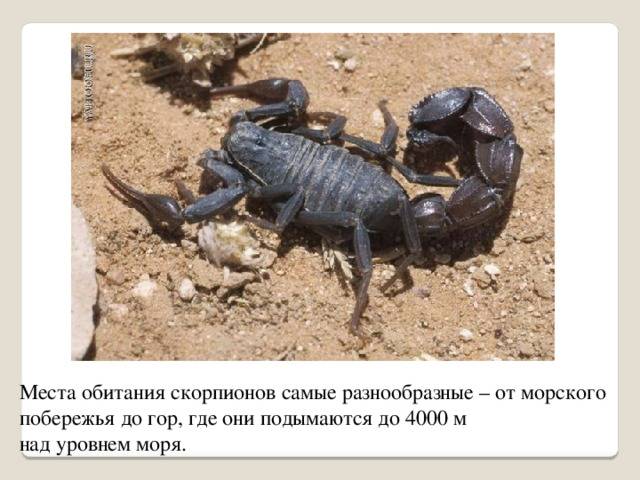 Скорпион ???? описание животного, особенности, виды, среда обитания