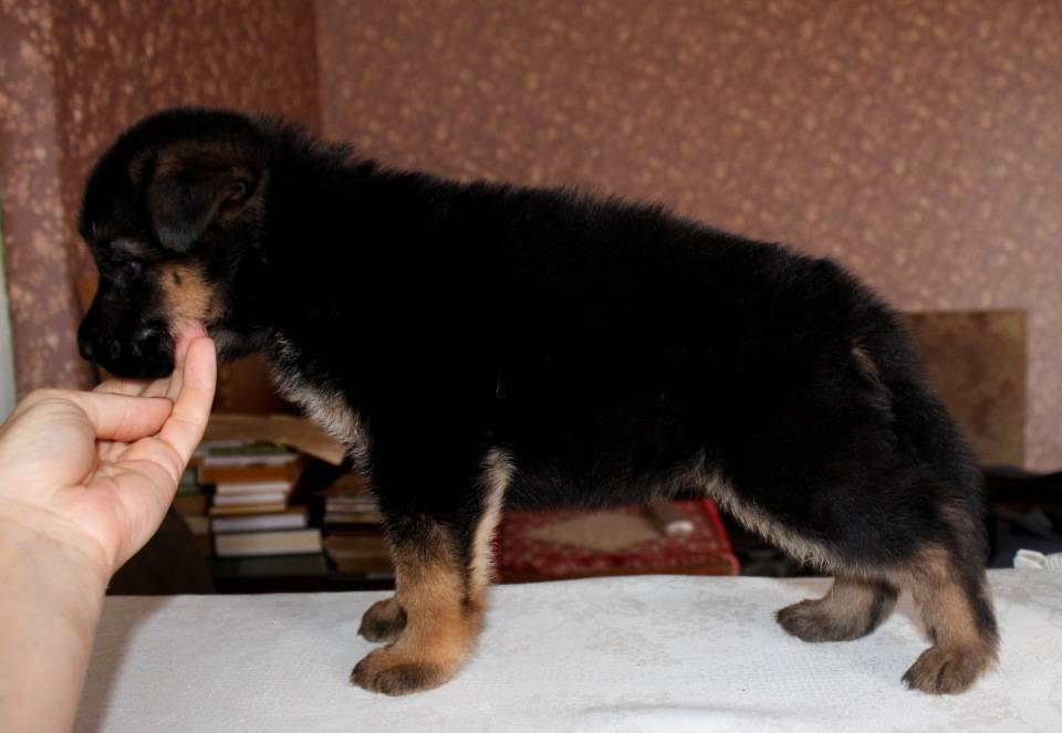 Как выбрать щенка немецкой овчарки. статьи о собаках и важная информация на сайте кутята.рф