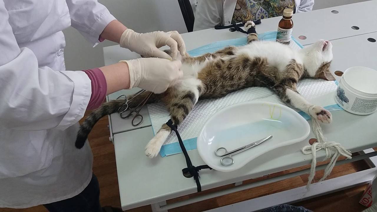Стерилизация кошки в санкт-петербурге