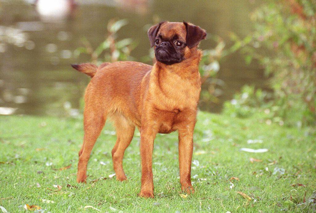Собака грифон пти брабансон: описание породы, отзывы владельцев