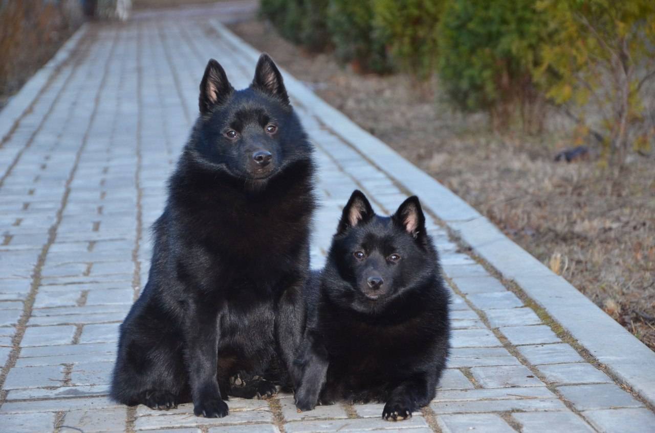 овчарка шипперке