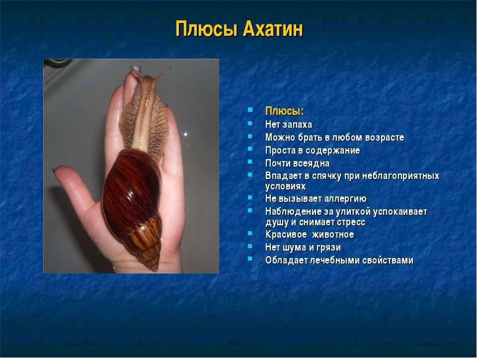 Cамый крупный брюхоногий моллюск - виноградная улитка и ее содержание в домашних условиях - аквариумный мир