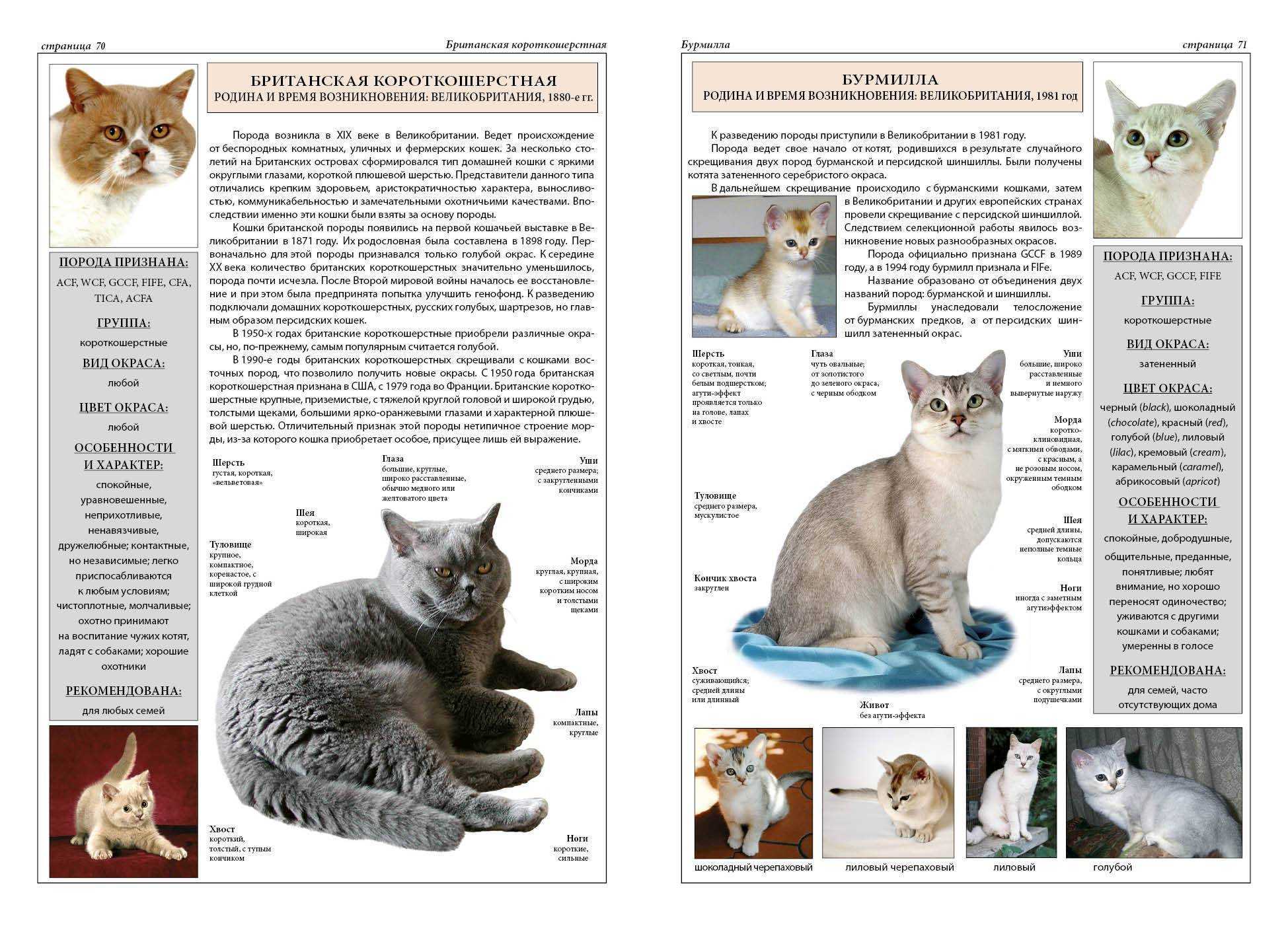 Особенности темперамента и описание кошек породы бурмилла, уход за ними