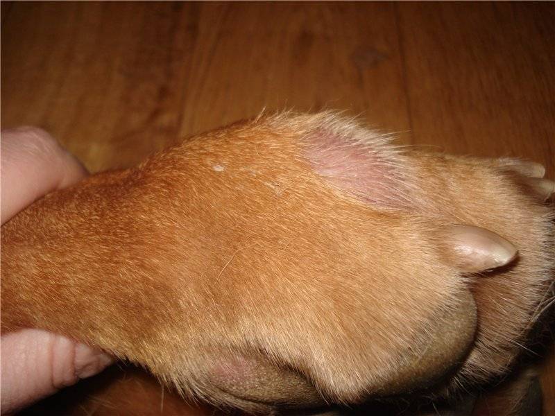 Подкожные шишки у собаки по всему телу — что это значит?