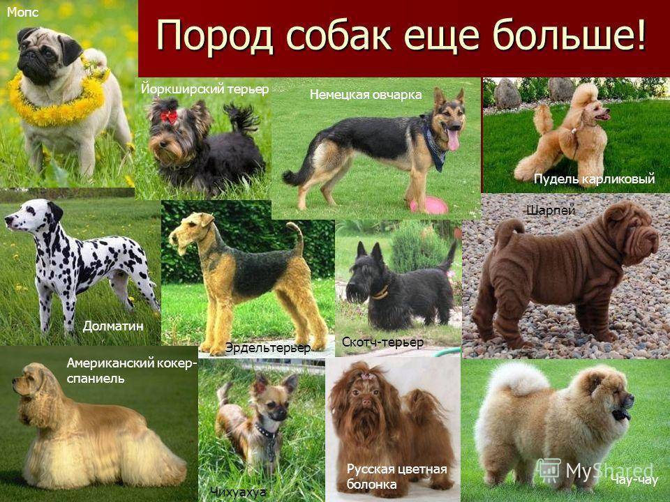 Редкие породы собак — фотографии и названия, описание