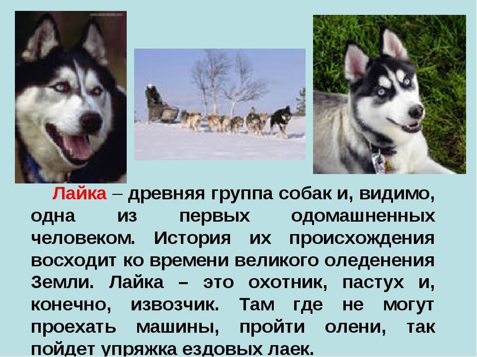 Восточносибирская лайка – энциклопедия о собаках