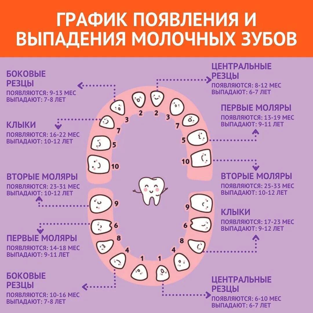 Когда у котят меняются зубы, сколько длится смена молочных единиц постоянными и как это происходит?