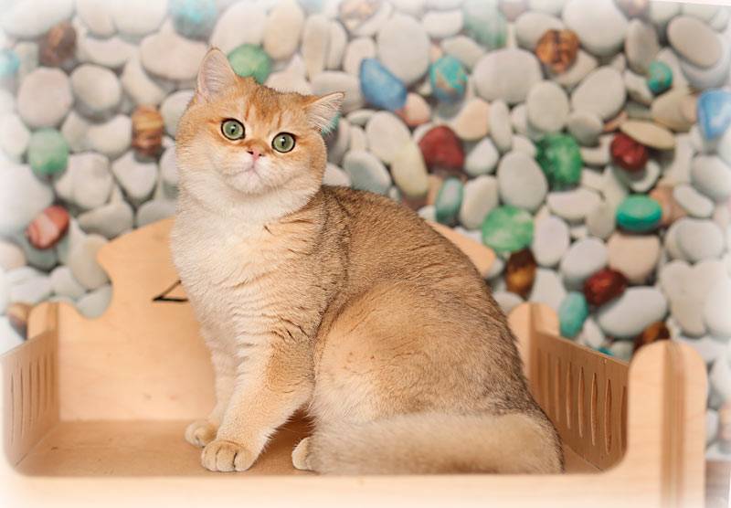 Золотая шиншилла кошка: фото, описание, стандарт, характер, уход