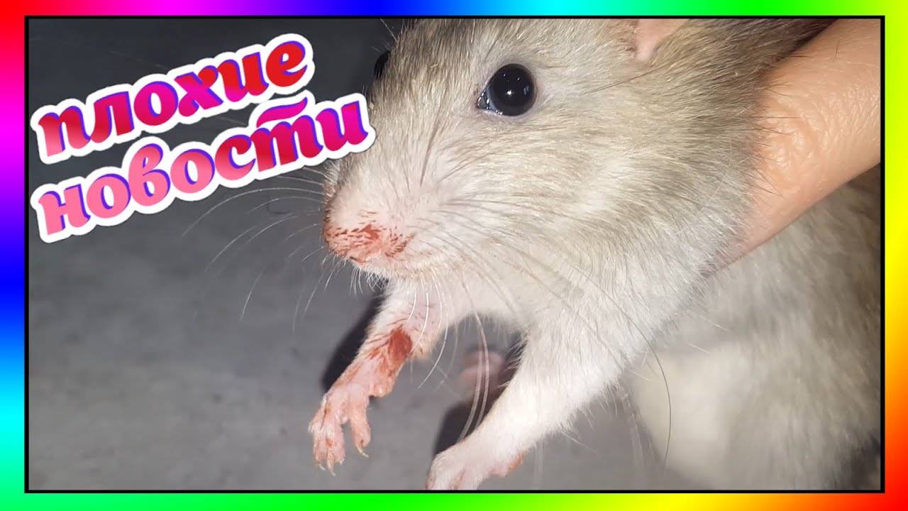 Почему крыса чихает и как это влияет на ее здоровье